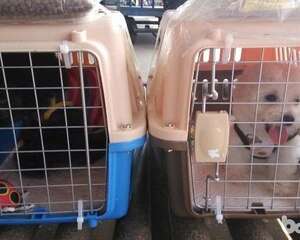 宠物怎么托运?宠物托运多少钱?