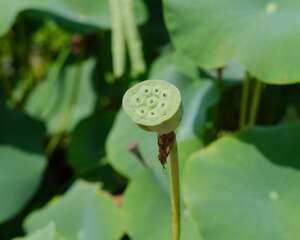 如何在水缸里养荷花
