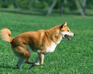 柴犬多少钱一只？柴犬价格