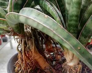 虎皮兰吊兰，根系一拽变老桩，身价翻了100倍！