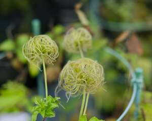 铁线莲冬天能冻死吗