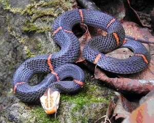 白头蝰的环境简介