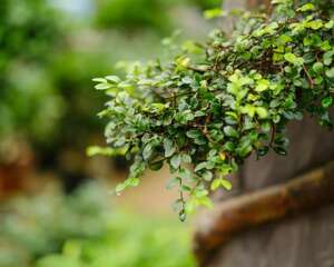 榆树的常见病害及其防治