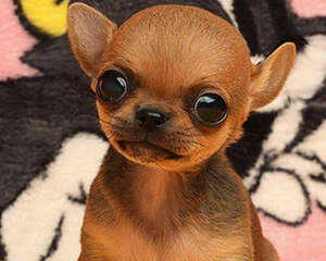 吉娃娃喜欢咬人怎么办