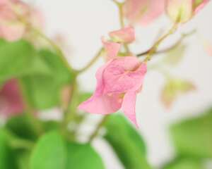 三角梅嫁接技术