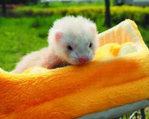 如何为宠物貂挑选饲料