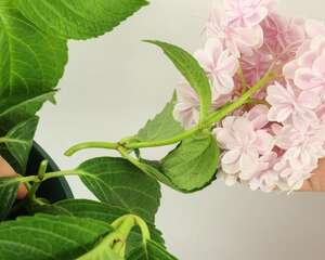 绣球花叶尖干枯怎么办