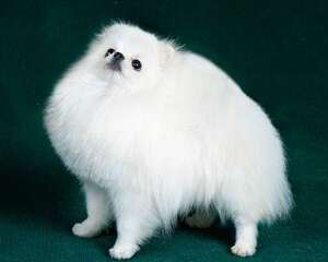 哪些因素决定博美多少钱