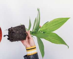 盆栽宝莲灯怎么浇水，适时调整吸收好！