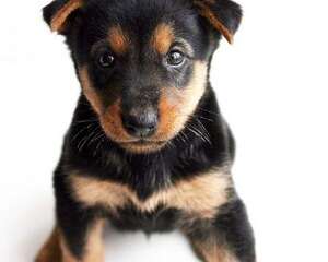 喂养杜宾幼犬的注意事项