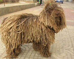 波利犬的性格特点