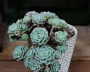 玉蝶（玉碟） Echeveria secunda var. glauca