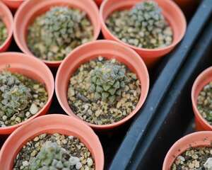 老桩多肉怎么浇水