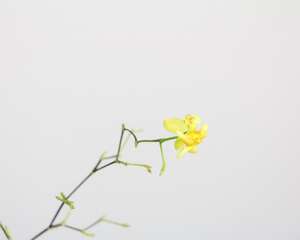 盆栽文心兰怎么浇水