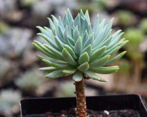 蓝色天使EcheveriaXGraptoveria Fanfare