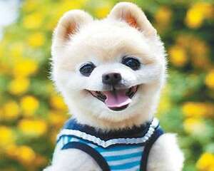 俊介狗狗多少钱一只?俊介犬价格