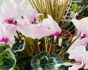 家里养盆它，能开150天，贵客迎门真喜庆！