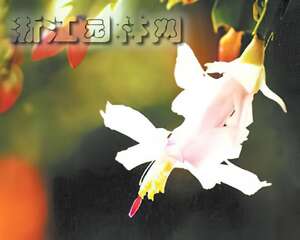 昙花蟹爪兰令箭荷花嫁接要点（图）