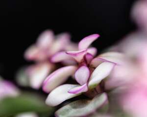 金枝玉叶盆景制作技巧