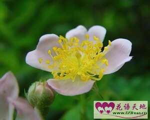 野蔷薇的花语和象征代表意义：浪漫的爱情