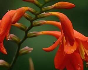 火星花