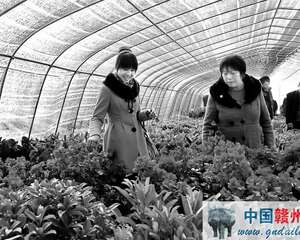 江西：新春将至花卉俏 市民和游客纷纷购买鲜花装点家居