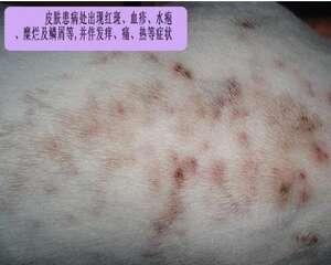 几种夏天狗狗易发皮肤病治疗方案
