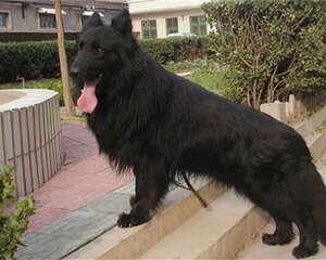 比利时格罗安达牧羊犬的形态特征