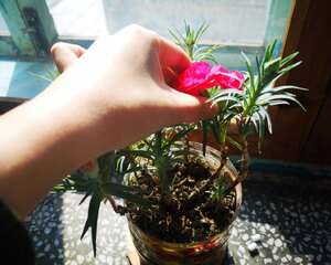 康乃馨鲜花保鲜方法