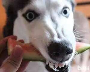 给狗狗吃水果的注意事项都有哪些？