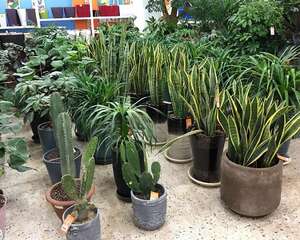 姐姐家的蓝雪花，竟然满盆开红色，变异了吗？