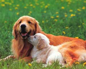 狗狗做梦都在做什么