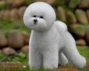 比熊犬掉毛的原因及防治