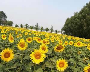 这花跟着太阳开，每次开花1000朵，养家里吉祥如意！