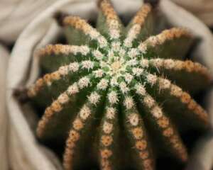 怎样养仙人球容易开花