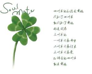 四叶草的花语：幸福的未来，爱情的见证