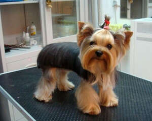 喂养小型犬要注意什么