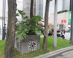 春羽种子怎么种