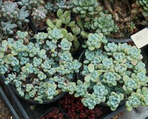 多肉晚霞怎么养