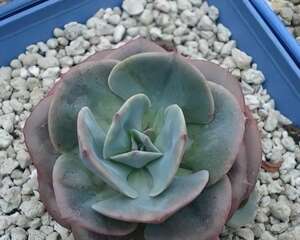 粉红台阁（Echeveria runyonii cv）的养殖方法