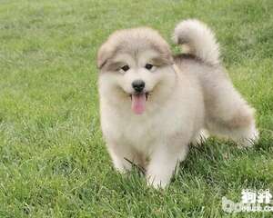 铲屎官注意!春季养狗需要注意的问题有哪些?