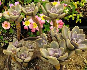 冬美人（东美人）Pachyveria pachytoides