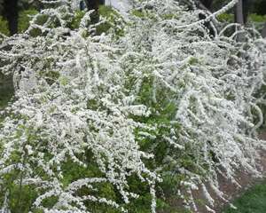 这花一开像下雪，花量多到压弯枝，大夏天也能赏雪！