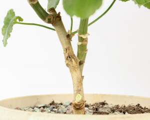 天竺葵光长叶子不开花怎么办