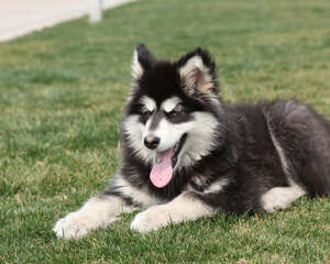 阿拉斯加可分为几种