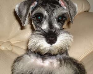 雪纳瑞的易患病有哪些