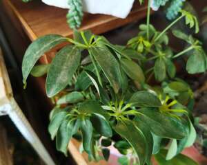 鹅掌木被冻伤怎么办