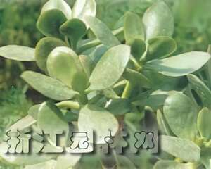 燕子掌栽种培养管理（图）