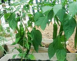 阳台种菜全攻略(一步到位)