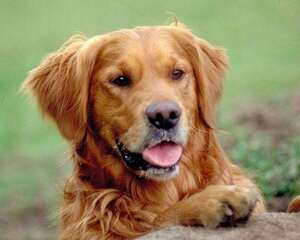 金毛犬与拉布拉多的异同点分析